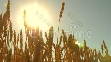 太阳在麦穗上闪耀。 在蓝天上成熟小麦的田野。 小麦穗状花序和谷物奶昔